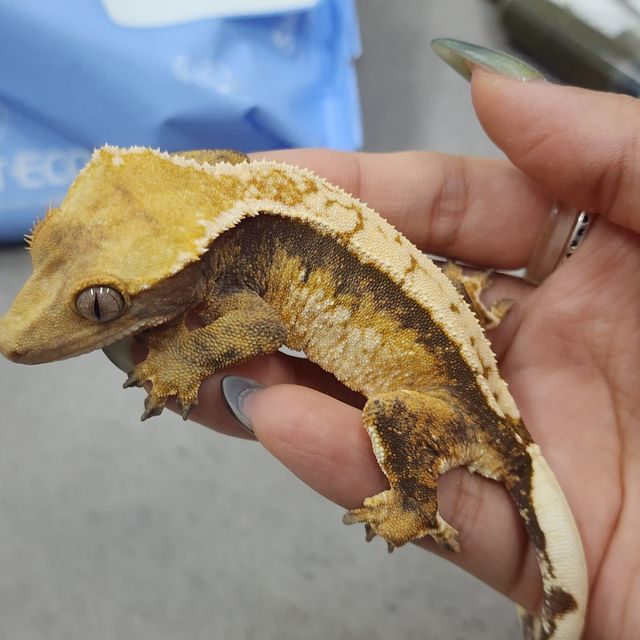 노멀 트라이 텐저린