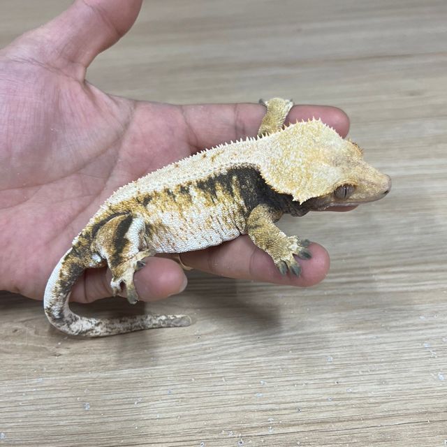 노멀 드리피 트라이
