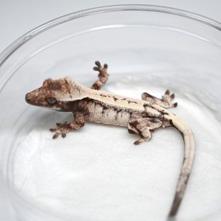 세이블 화이트 드리피