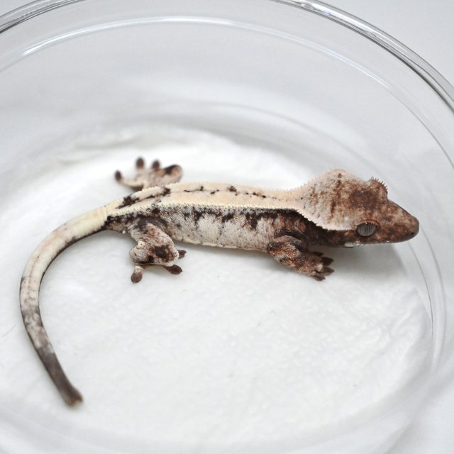 세이블 화이트 드리피