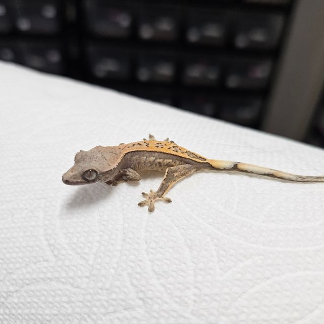 세이블