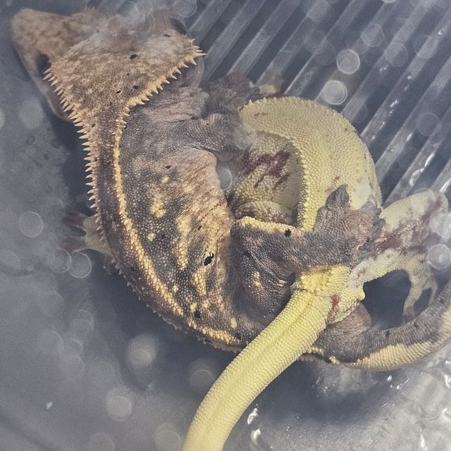 세이블