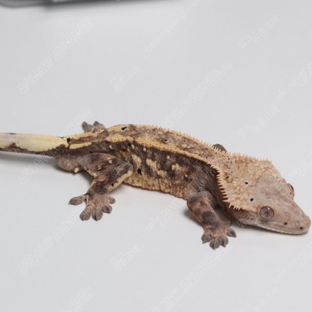 세이블