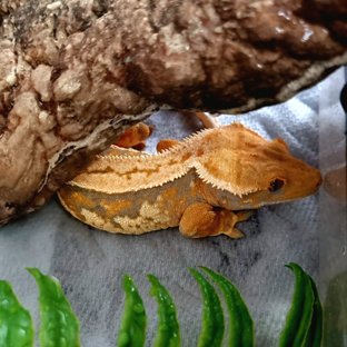 노멀 트라이 텐저린 익스트림할리퀸