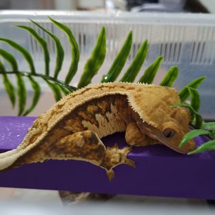 트라이 노멀 익스트림할리퀸 텐저린