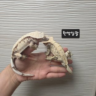 노멀 화이트스팟 화이트