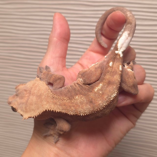 카푸치노 바이 팬텀 레드