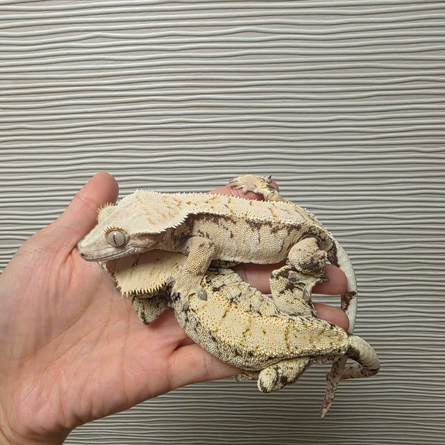 노멀 화이트스팟 화이트