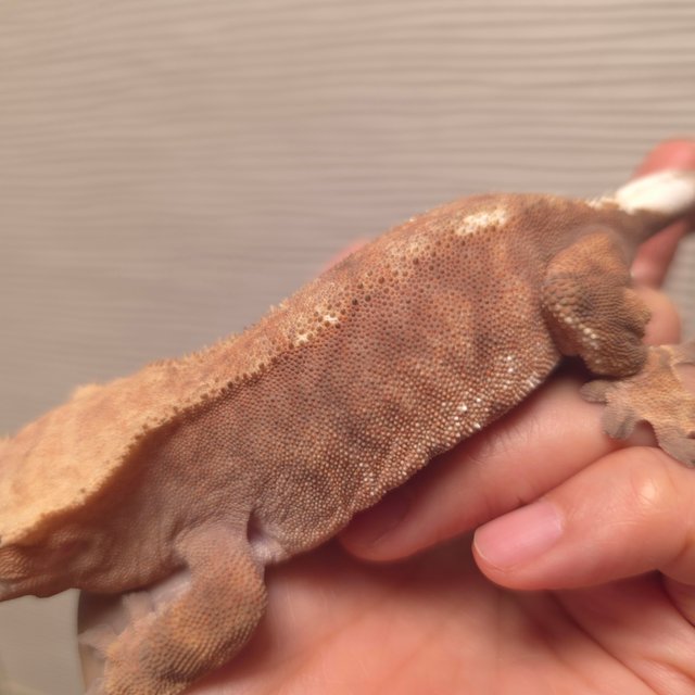 카푸치노 바이 팬텀 레드