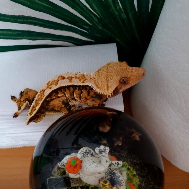 노멀 트라이 익스트림할리퀸 핀스트라이프 텐저린 화이트핀