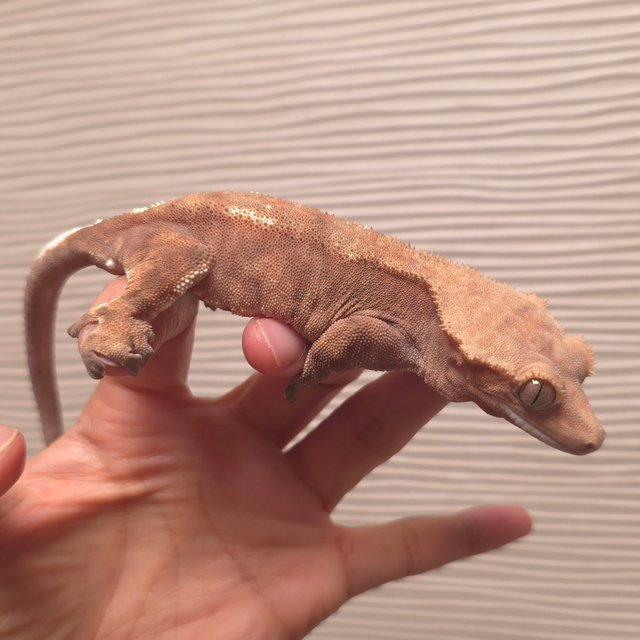 카푸치노 바이 팬텀 레드