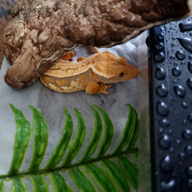 트라이 노멀 익스트림할리퀸 텐저린