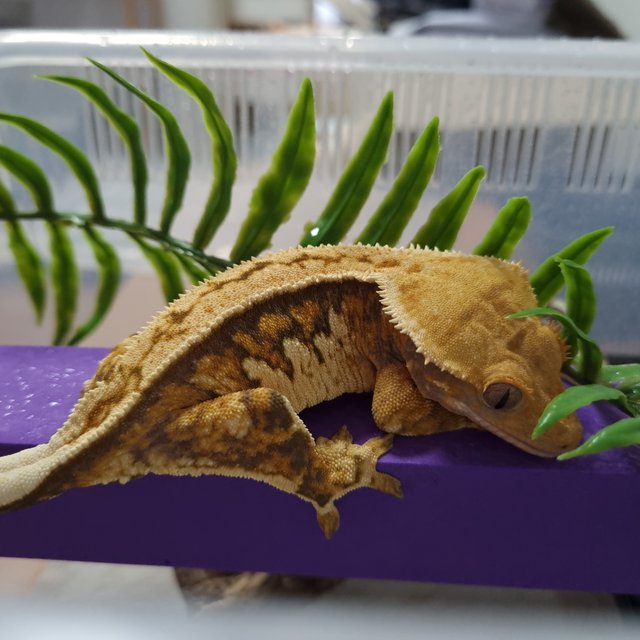 트라이 노멀 익스트림할리퀸 텐저린