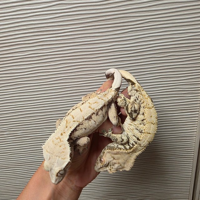 노멀 화이트스팟 화이트