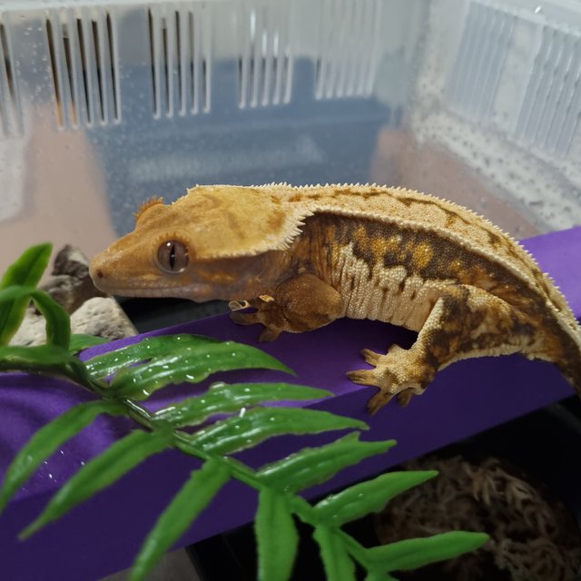 트라이 노멀 익스트림할리퀸 텐저린