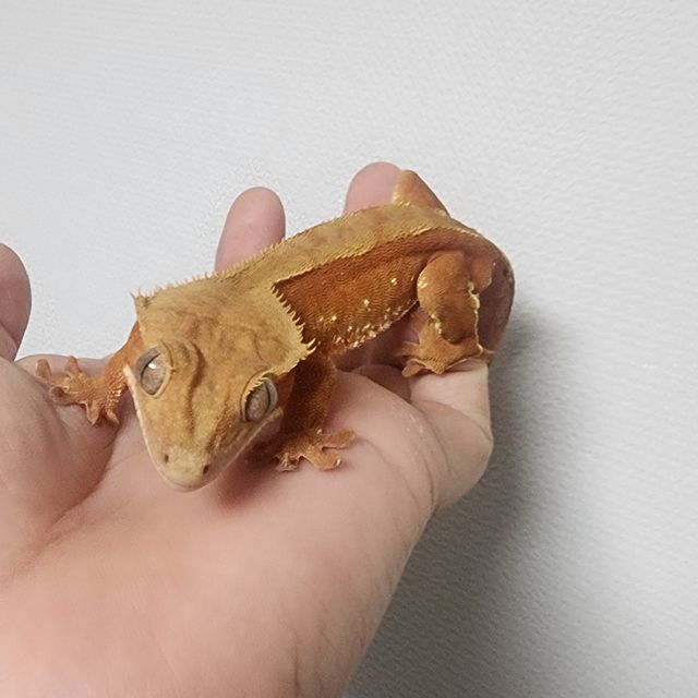 바이 레드