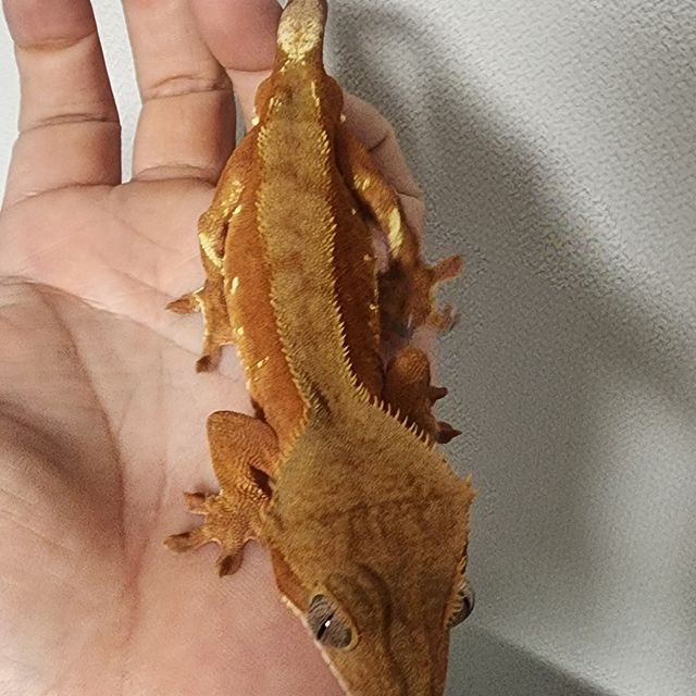 바이 레드