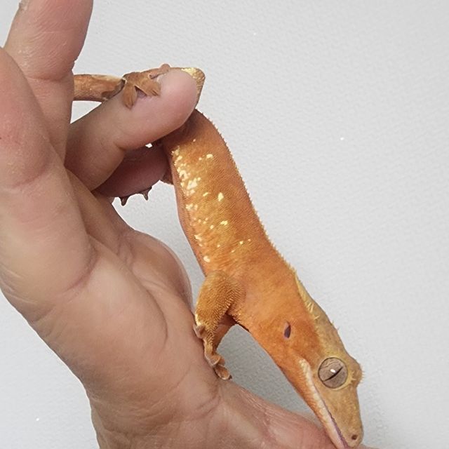 바이 레드