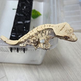 노멀 블랙 화이트 드리피