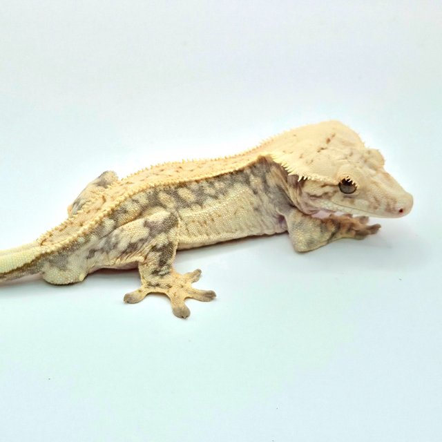 노멀 쿼드 드리피 화이트스팟 화이트포트홀