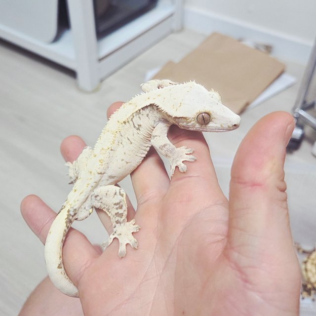 노멀 드리피 화이트스팟