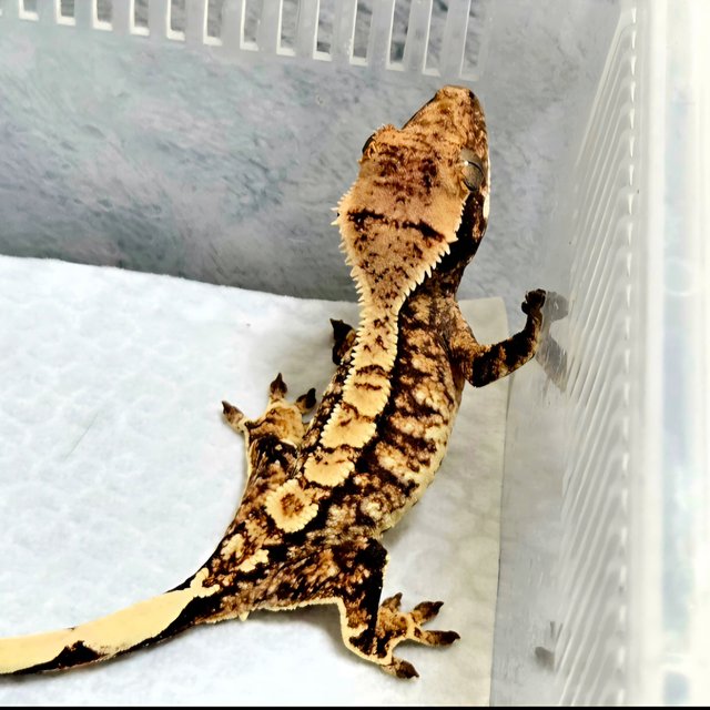 노멀 트라이 화이트크라운 화이트스팟