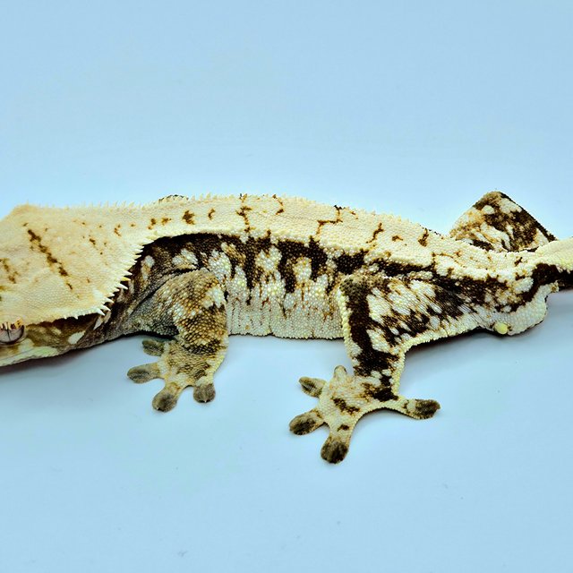 노멀 드리피 화이트스팟