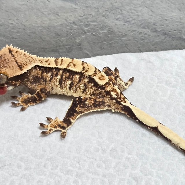 노멀 트라이 화이트스팟 화이트포트홀