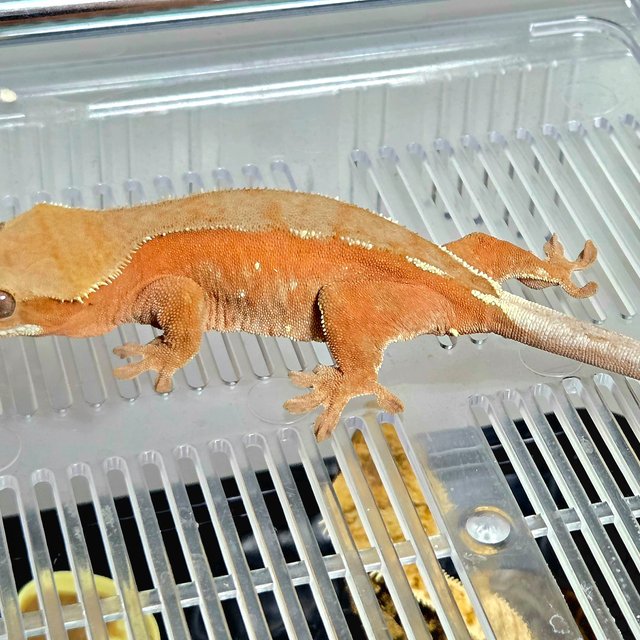 세이블 팬텀 레드