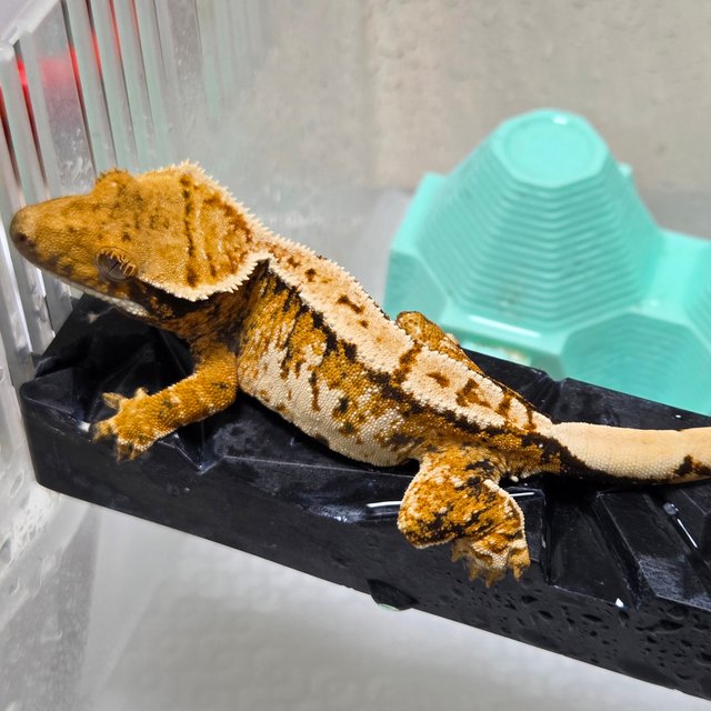 노멀 트라이 텐저린 화이트크라운 화이트스팟