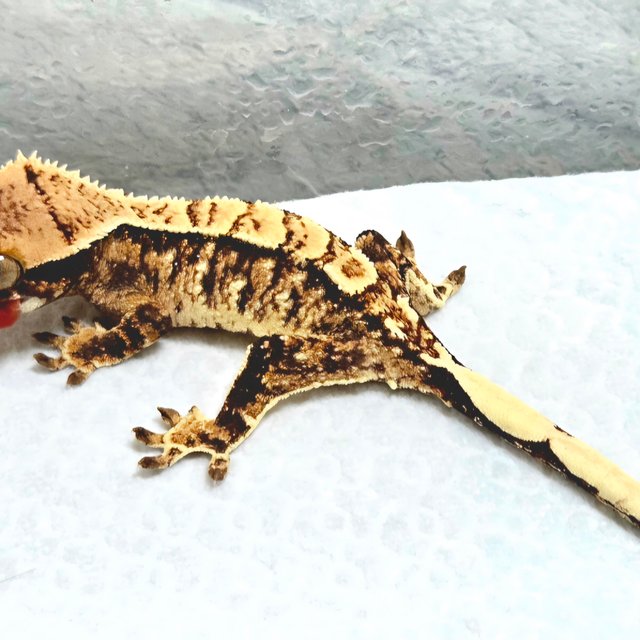 노멀 트라이 화이트크라운 화이트스팟