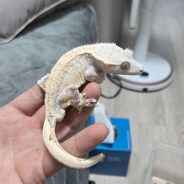 노멀 트라이 화이트스팟