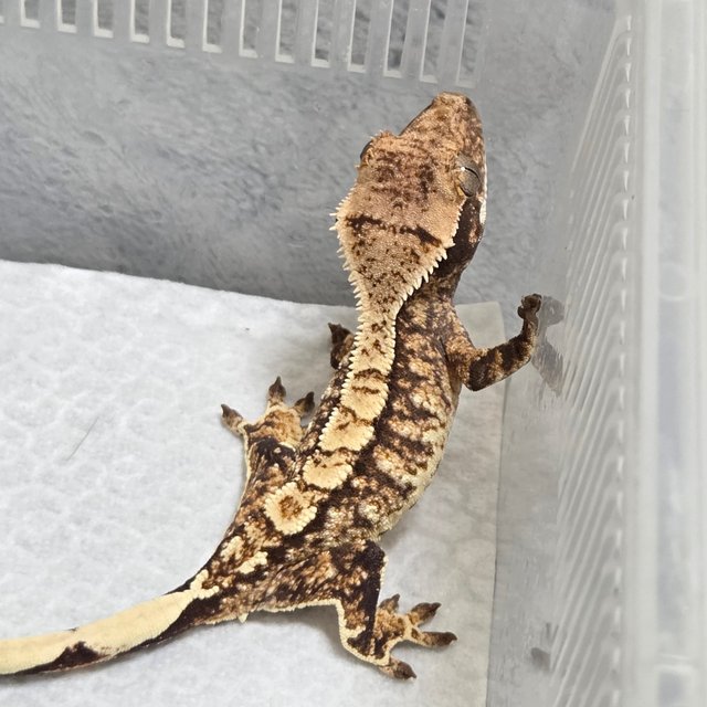 노멀 트라이 화이트스팟 화이트포트홀