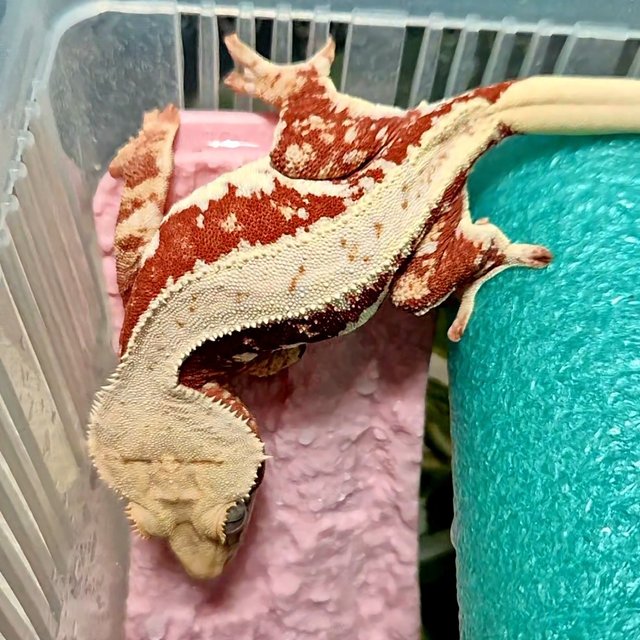 레드 릴리100%헷아잔틱