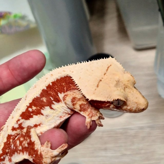 레드 릴리100%헷아잔틱