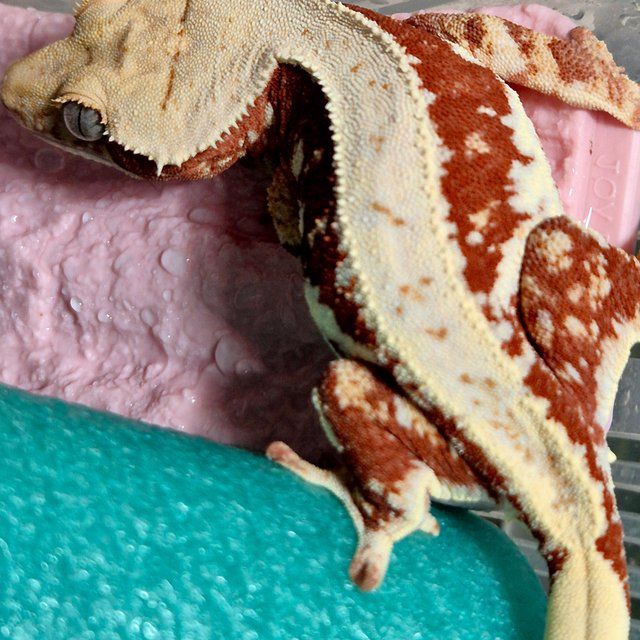 레드 릴리100%헷아잔틱