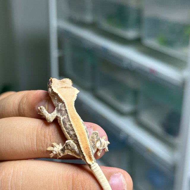 릴리화이트 솔리드백 풀핀 화이트핀