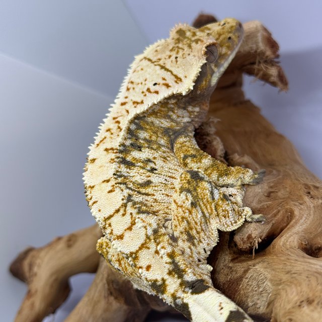 노멀 익스트림할리퀸 트라이