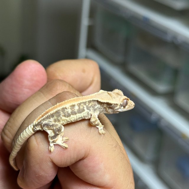 릴리화이트 솔리드백 풀핀 화이트핀