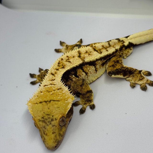 노멀 핀스트라이프 할리퀸