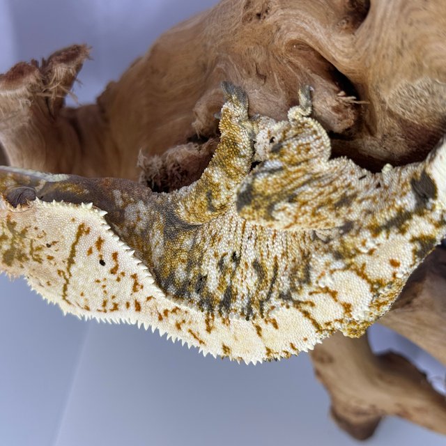 노멀 익스트림할리퀸 트라이