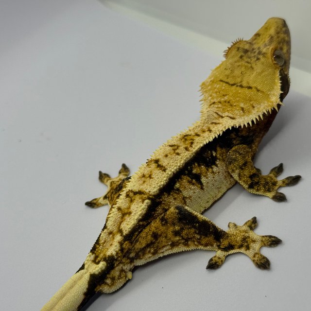 노멀 핀스트라이프 할리퀸