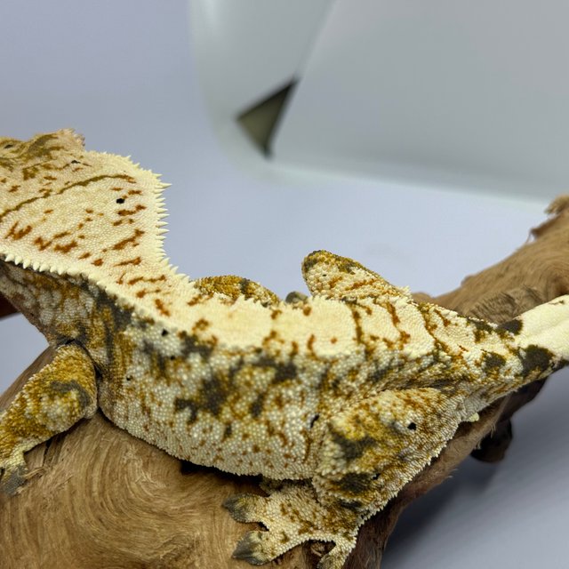 노멀 익스트림할리퀸 트라이