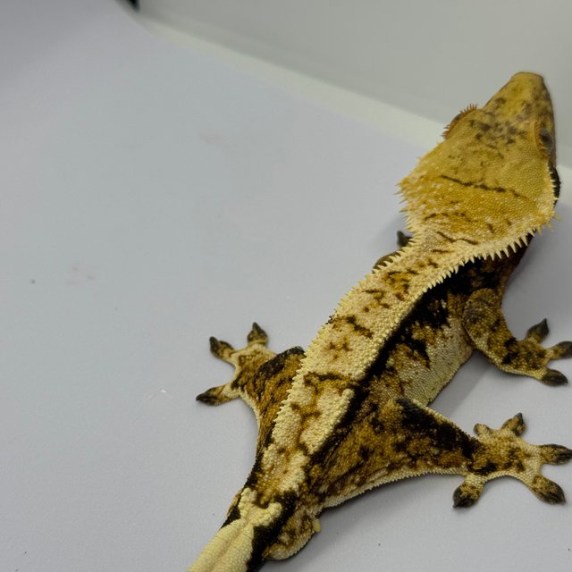 노멀 핀스트라이프 할리퀸