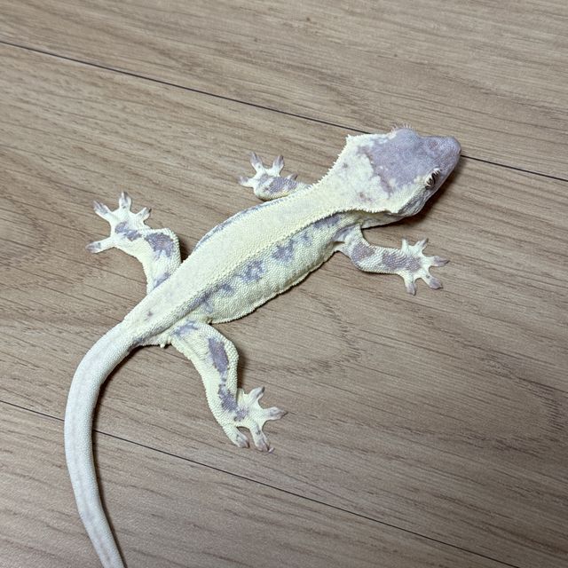 프라푸치노