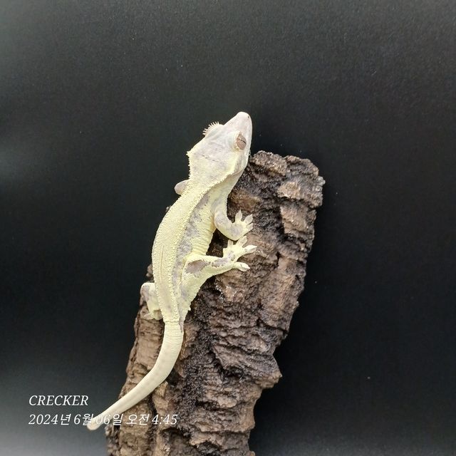 프라푸치노