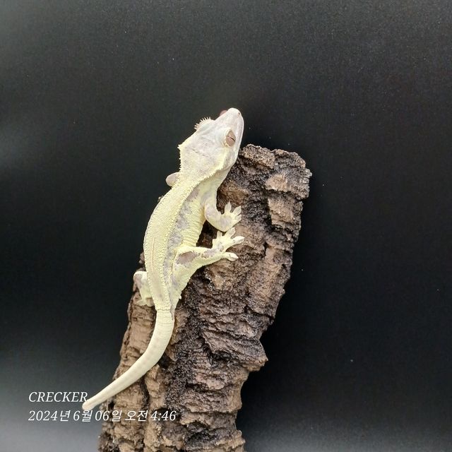 프라푸치노