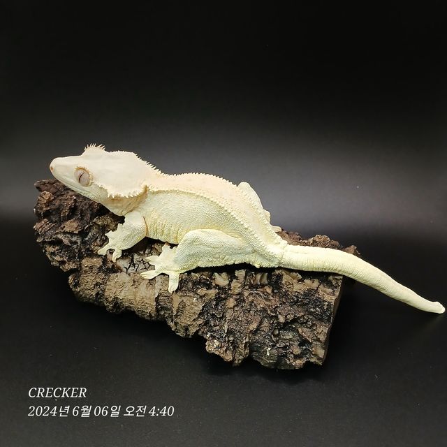 크림 릴리화이트 화이트