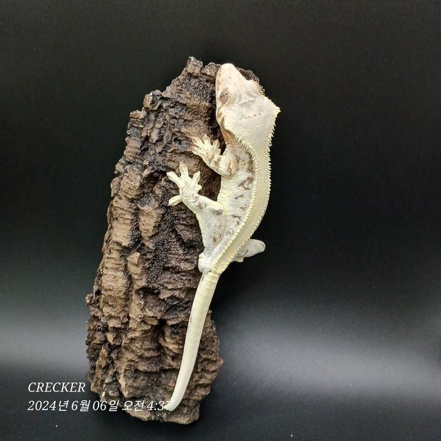 릴리화이트