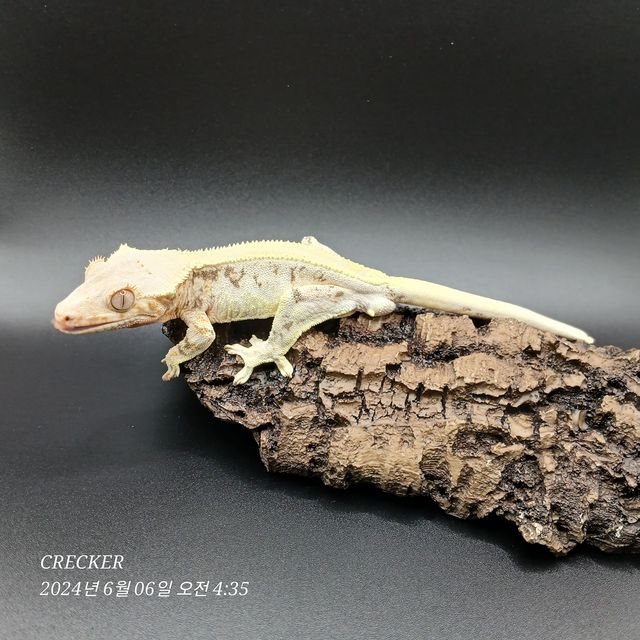 릴리화이트
